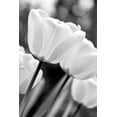 thumbnail image 2 of Schell, Jennie Marie 17x24 White Modern Wood Framed Museum Art Print Titled - Tulip Flowers Black and White 3, 2 of 4