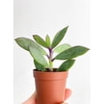 thumbnail image 4 of Vertical Leaf Senecio Purple Succulent, 4 of 4