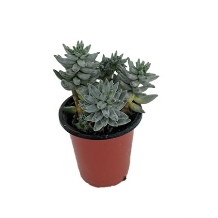 Download Moonstone Succulent Flowers Pictures