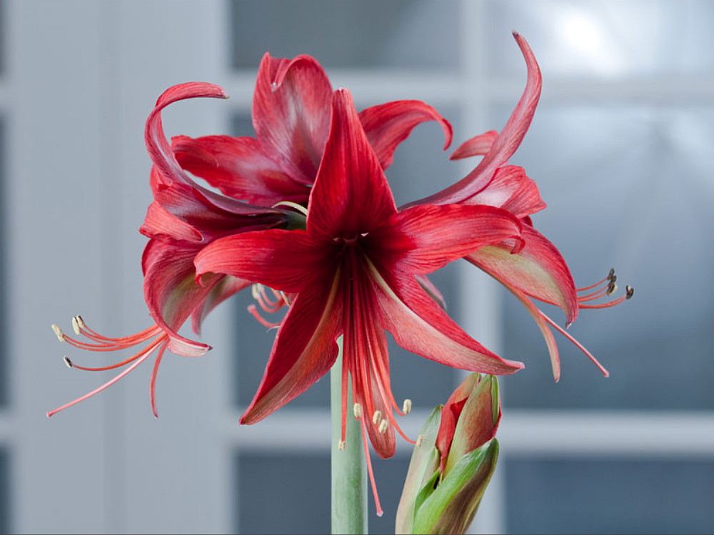 Bogota Amaryllis Bulb - Exotic - 22/24cm - Walmart.com - Walmart.com
