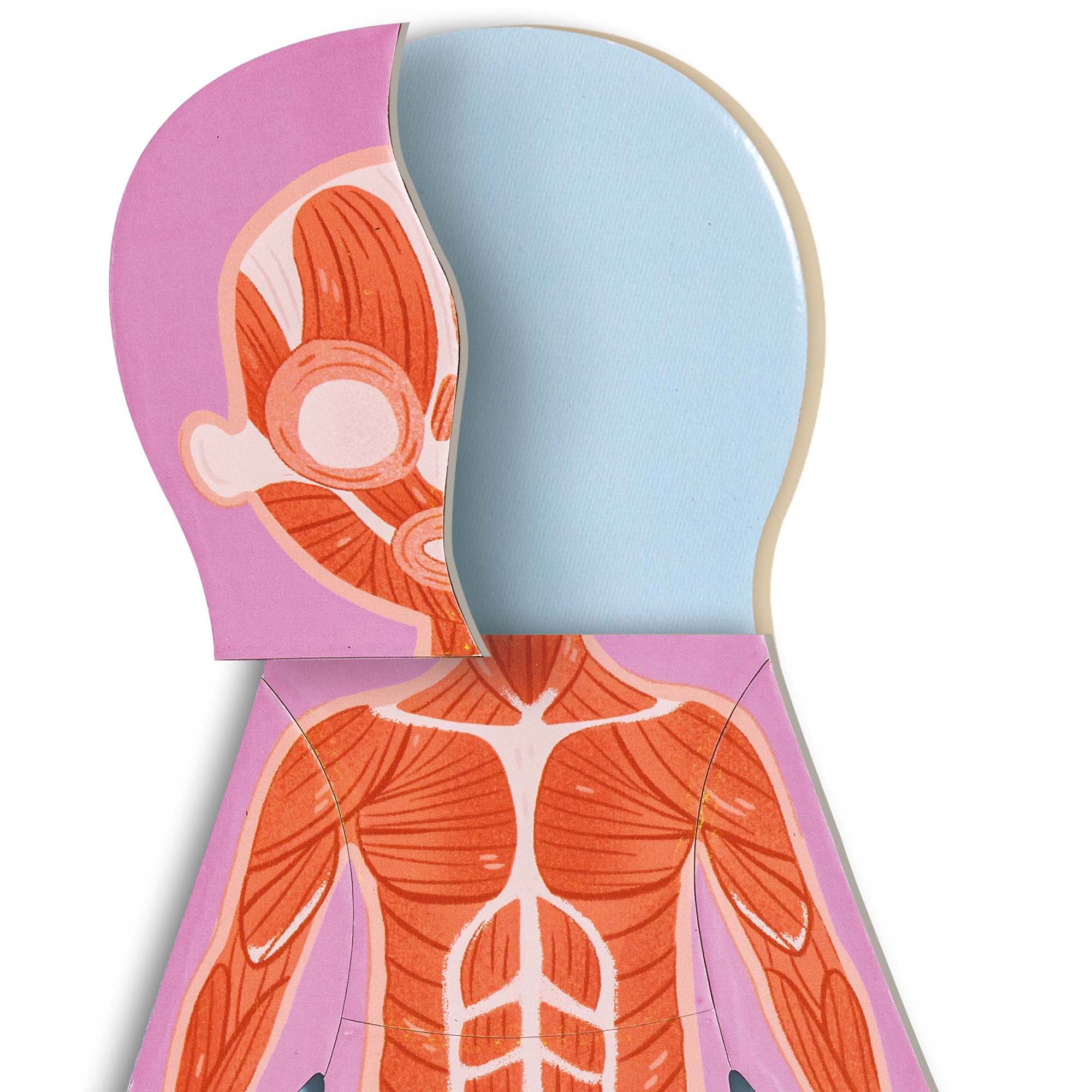 Hape: Human Body Magnetic Puzzle - 68pc - 6 Human Anatomy Cards, Colorful Magnet Jigsaw Pieces, Boy & Girl, Skeleton, Preschool Learning, Kids Ages 3+
