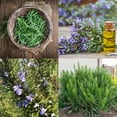 thumbnail image 3 of Set 3 Blue Rosemary Live Plants, Hardy and Fragrant Rosemary Herb Plant 4-8 Inches, Indoor Outdoor Growing, 3 of 6