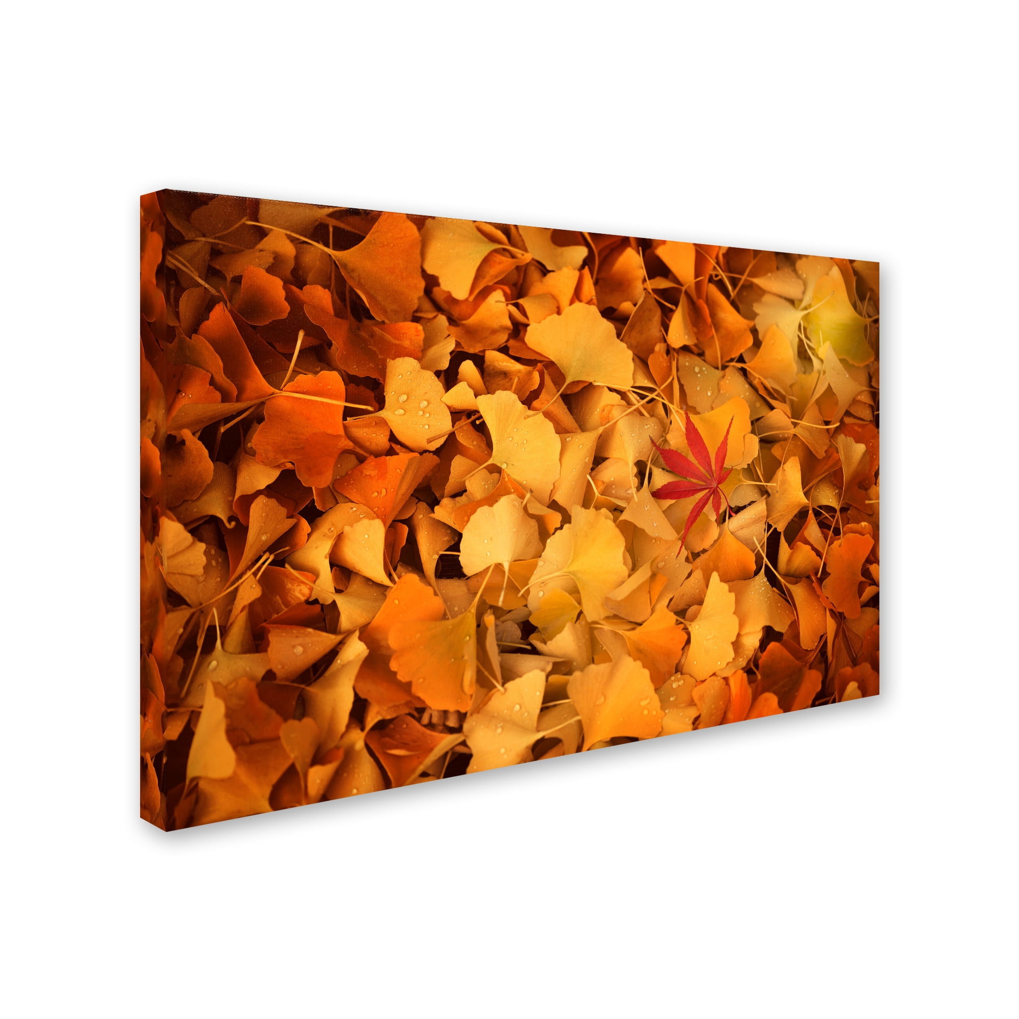 Trademark Fine Art "Variegated" Canvas Art by Philippe Sainte-Laudy