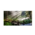thumbnail image 2 of Trademark Fine Art "Forest Sunlight" Canvas Art by Pierre Leclerc, 2 of 4