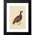 thumbnail image 2 of Company School 14x18 Black Modern Framed Museum Art Print Titled - A Black Partridge (C. 1800), 2 of 5
