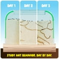 thumbnail image 2 of Ant Farm Kit for Kids - Ants Farms Colony - Includes Ant Voucher - Sand Habitat Kits - Bug Terrarium House - Educational Science Gifts for Kids - Nature Learning Toys for Boys, Girls & Adults, 2 of 8