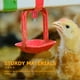 thumbnail image 2 of 20 bebederos para aves de corral, bebederos para pollos, bebederos calentados, bebederos de tetina para pollos, bebederos de tetina para pollos, bebederos automáticos para pollos, 2 of 7