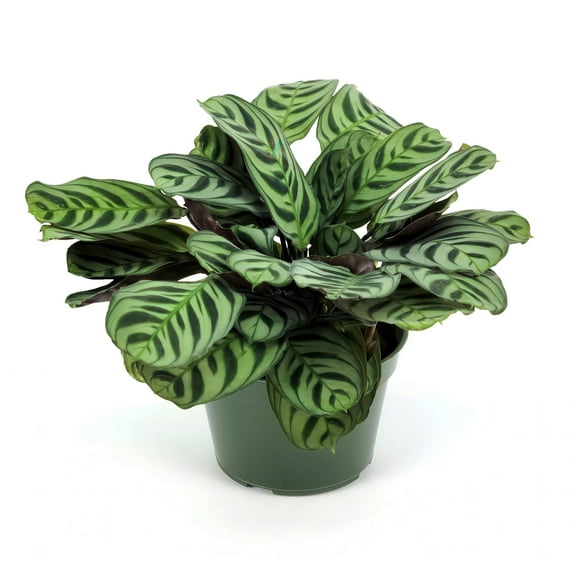 6 in. Calathea Burle Marx Plant in Grower Container