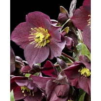 Ice N' Roses® "RED" Lenten Rose - Live Plant - ( 1 QT ) - Snow Rose - Helleborus