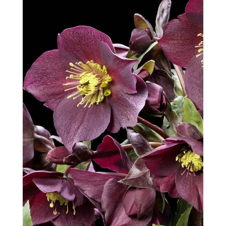 Ice N' Roses® "RED" Lenten Rose - Live Plant - ( 1 QT ) - Snow Rose - Helleborus