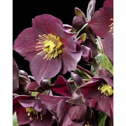 Ice N' Roses "RED" Lenten Rose - Live Plant - ( 1 QT ) - Snow Rose - Helleborus