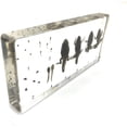 thumbnail image 6 of Encased in Clear Resin Block, Real Insect & Plant Specimens Collection, Unique Desk Decor, Science Nature Gifts for Adults, Teacher Gifts & Office Ornaments, 6 of 8