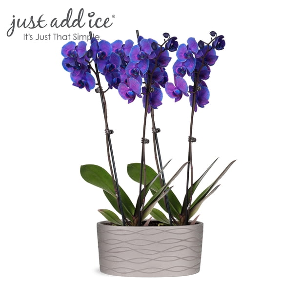 Just Add Ice 16-30" Watercolor Purple Premium Orchid Duo Live Plants in 10" Silver Ceramic Planter, House Plant