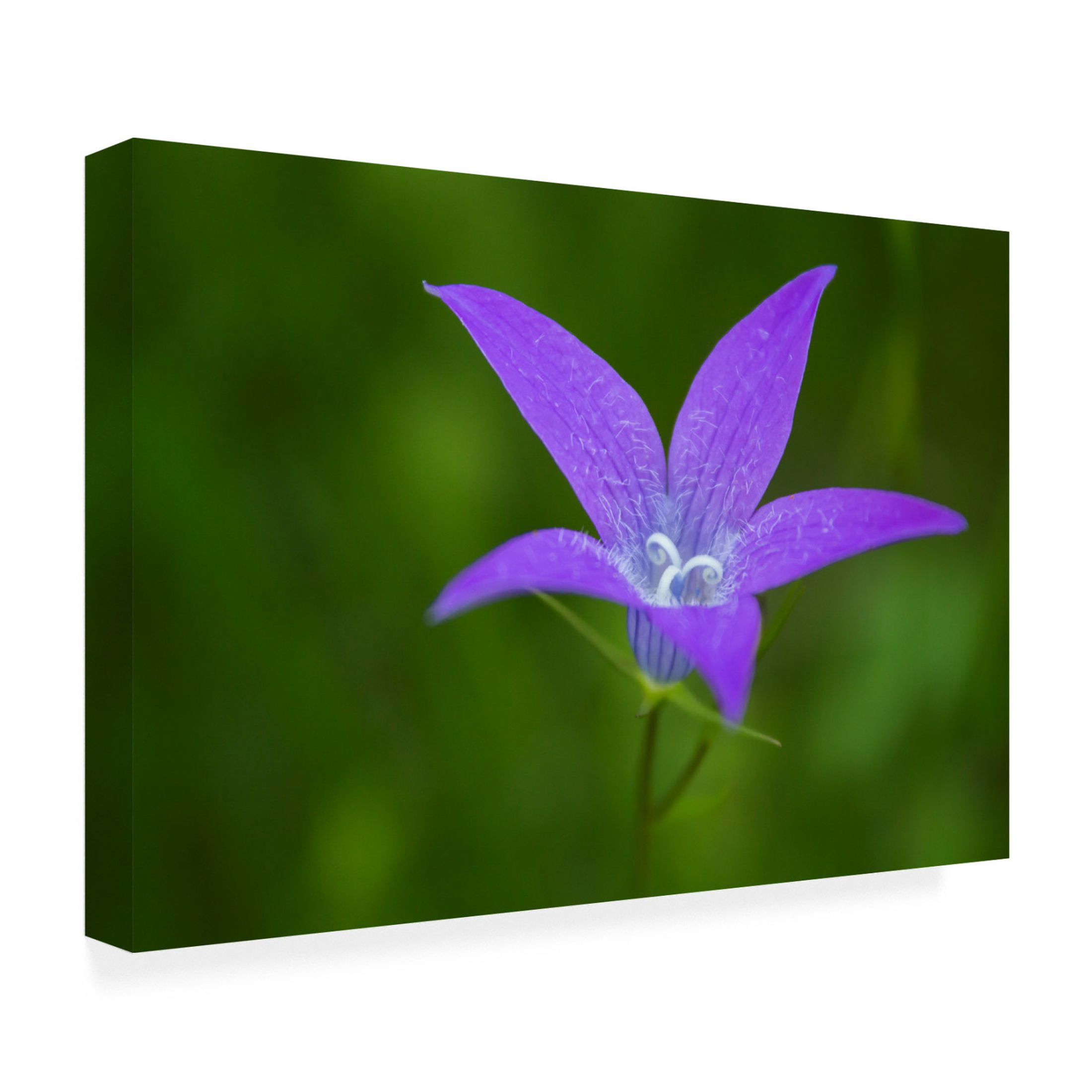 Canvas Wall Art - Mihalcea Bogdan 'Violet Flower' Wall Art for Living Room, Bedroom, or Office Décor by Trademark Fine Art - 32 x 22 Inches