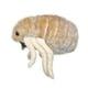 thumbnail image 2 of MICROBIOS GIGANTES Pulga (ctenocephalides Felis) Peluche GIANT MICROBES GMD0270, 2 of 2
