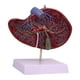 thumbnail image 4 of Modelo de vesícula biliar humana, modelo anatómico de órgano interno, herramienta didáctica práctica e intuitiva para profesionales de salud., 4 of 9