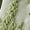 Green3, variant on BWASD 5 Pairs Socks for Women Floral Comfort Casual Frilly Crew Socking Ruffles Fancy Cotton Knit Soft Ankle Sock Cute Daily Gifts for Black