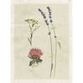 thumbnail image 2 of Robinson, Carol 19x24 White Modern Wood Framed Museum Art Print Titled - Pressed Lavender I, 2 of 4
