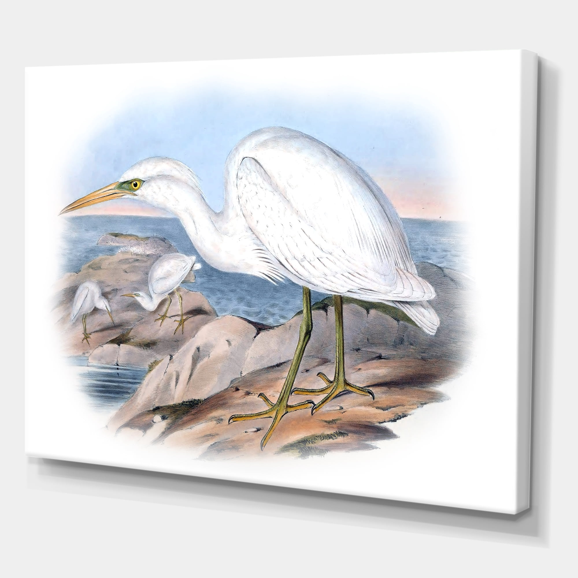 Designart ' Ancient Australian Birds XIII ' Traditional Canvas Wall Art Print