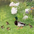 thumbnail image 3 of LEEYNEER Animal Solar Ducks Garden Decoration Insert Backyard Suitable for Lawn, 3 of 8