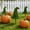 Witch Hat, variant on Halloween Decoration Witch Hat Topiary Tree, 27.56" Artificial Boxwood Topiary Tree, Indoor Outdoor Witch Hat Shaped Artificial Plant Decor for Porch Garden Front Porch Decor