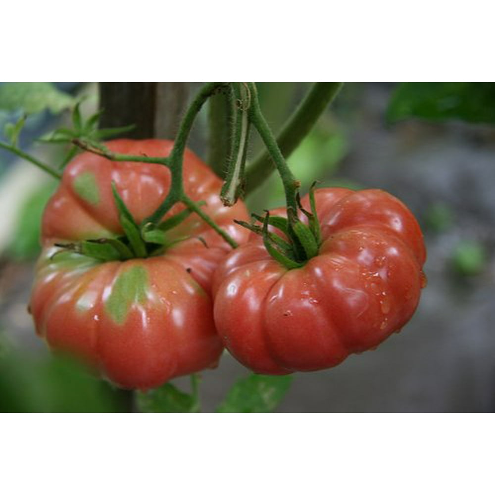 Tomato Giant Belgium Great Heirloom Garden Vegetable 50 Seeds By Seed