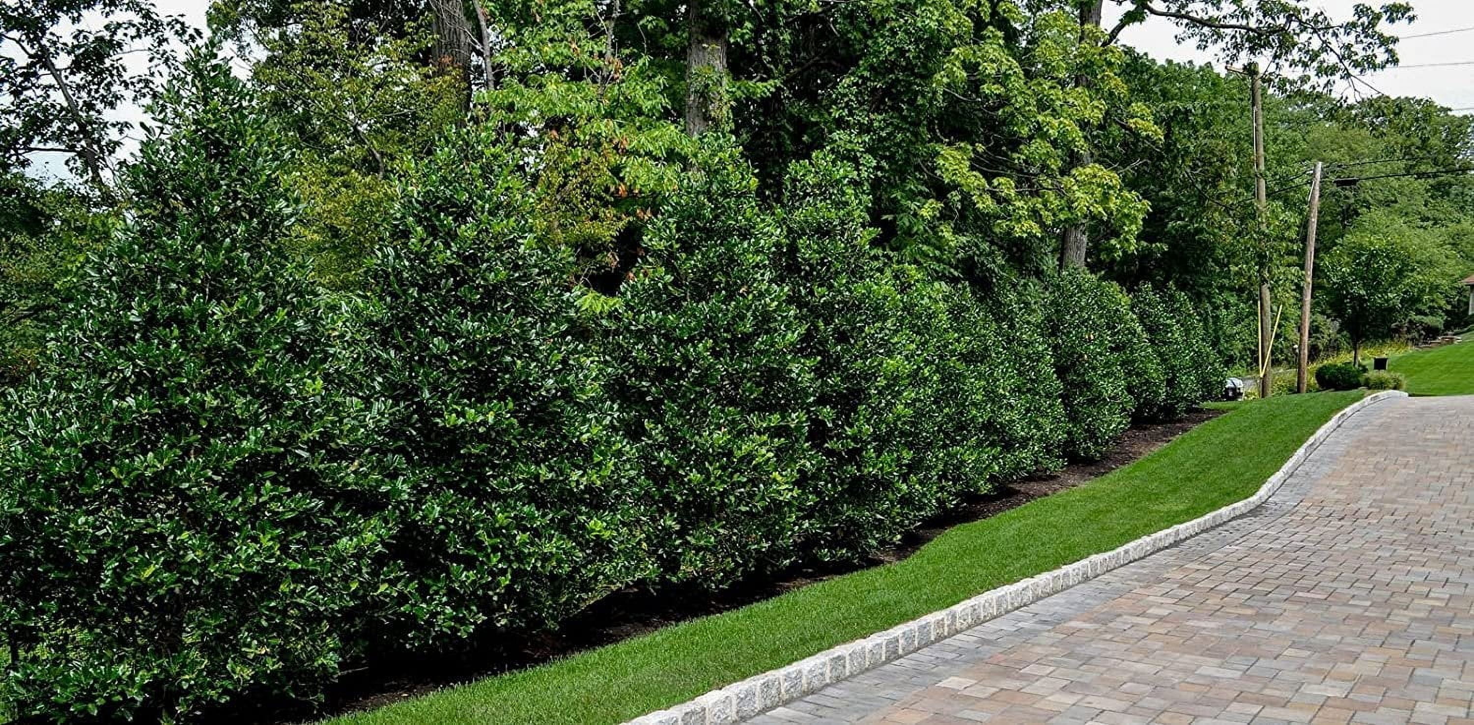 Nellie R. Stevens Holly - 3 Live Trees - Evergreen Privacy Plants