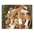 morel mushroom grow kit grow morel mushrooms and garden