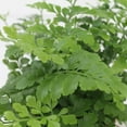 thumbnail image 3 of Austral Gem Fern - Live Plant in a 6 Inch Pot - Asplenium Parvati - Rare and Exotic Ferns from Florida, 3 of 8