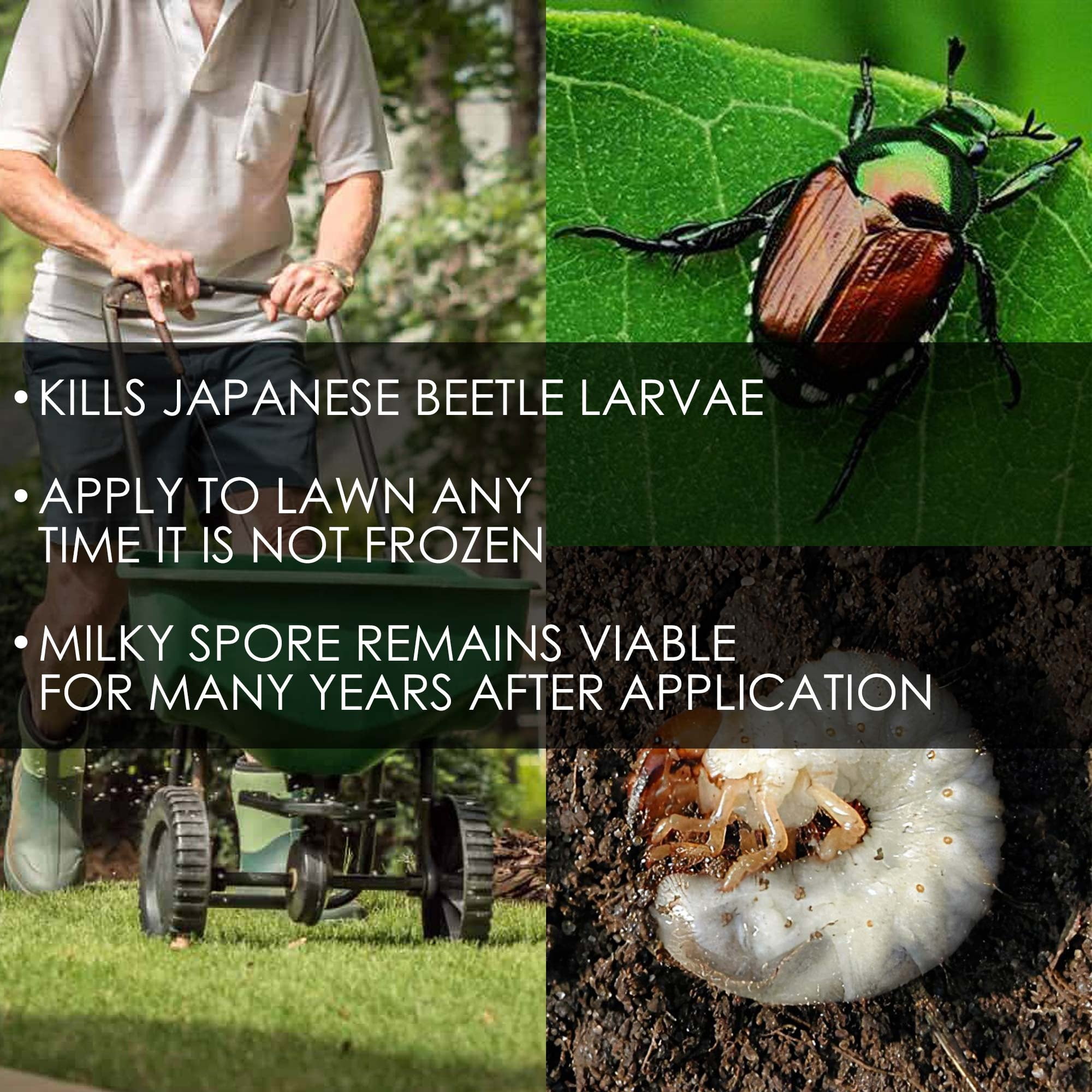St. Gabriel Organics Milky Spore Granular Japanese Beetle Grub Control