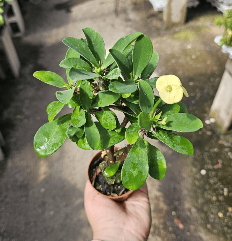 Hardy Crown of Thorn Live Plant, Yellow Euphorbia Milii Tree, Indoor Outdoor Décor Succulent Cactus, 4 to 6 Inch Tall, Ship No Pot