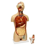 MonMed | Human Torso Model  Life Size Human Body Model Removable Organs