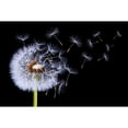 thumbnail image 3 of Hamiti, Bess 14x11 Black Modern Framed Museum Art Print Titled - Dandelion Blowing, 3 of 5