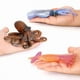 thumbnail image 3 of Set de 6 figuras de animales marinos: pulpo, calamar, calamar vampiro, 3 of 3