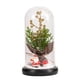 thumbnail image 1 of Cúpula de cristal Plantas navideñas Decoraciones navideñas Cúpula de cristal Rama de pino navideño con luces, 1 of 5