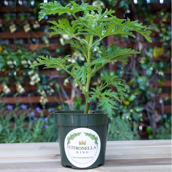 1 Citronella Plant in 4” Nursery Pot