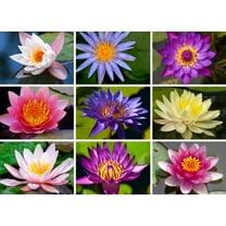 12 Lotus Seeds Bonsai Lotus Seeds for Planting, Water Lily Flower, Aquatic Plants Seeds, Pond Plants,Non-GMO Home Garden Plant Seeds, Flowering Aquatic Bonsai Plant (Nelumbo)