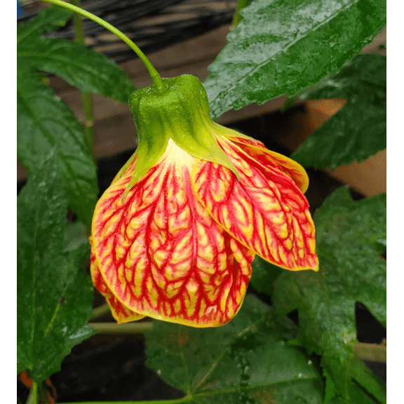 Abutilon Orange Tiger Live Starter Plant for Planting, Bell Hibiscus, Well Rooted, 4 to 6 Inch Tall, Ship No Pot