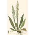 thumbnail image 3 of Curtis 12x18 Black Modern Framed Museum Art Print Titled - Curtis Ferns III, 3 of 5