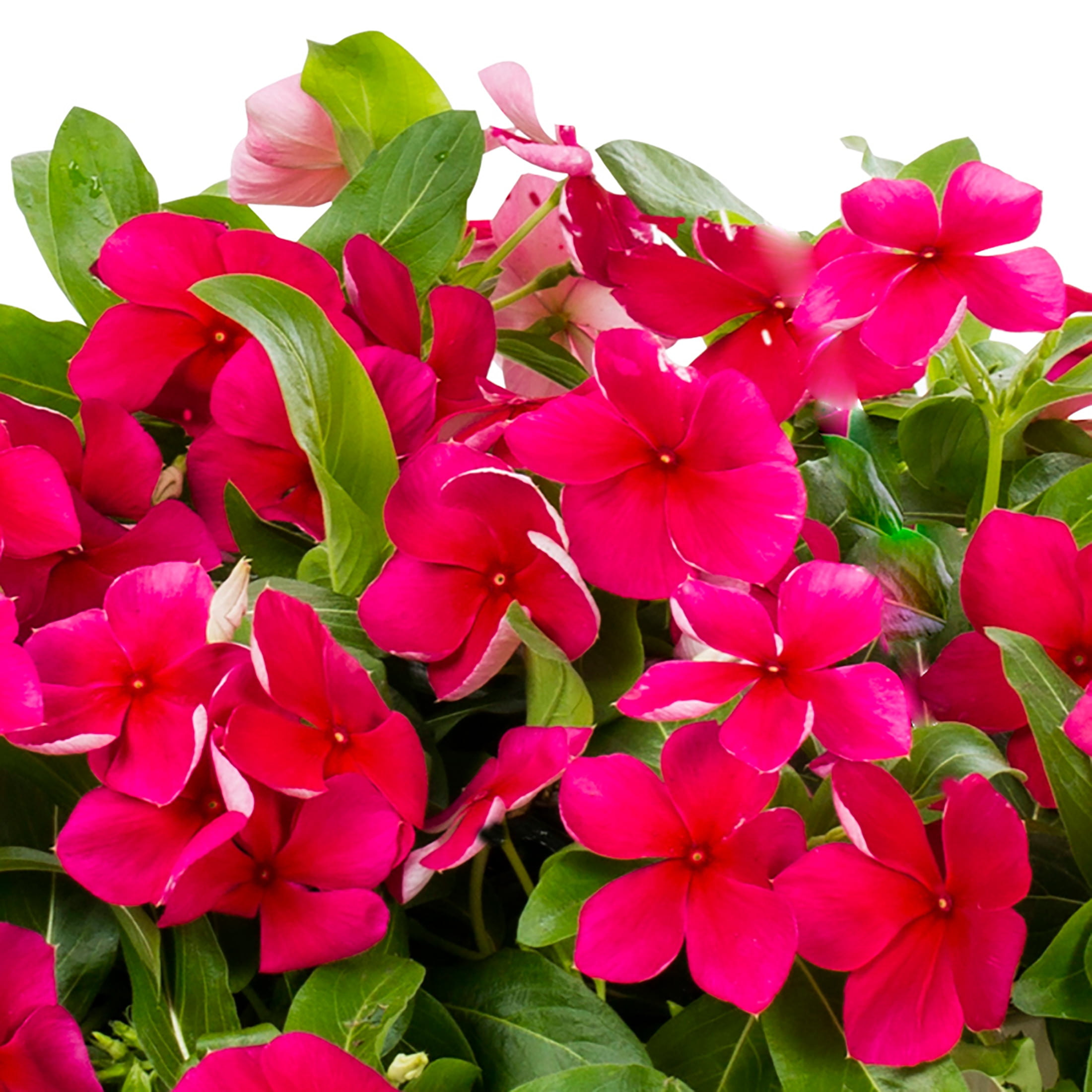 Expert Gardener 1.5gal Pink Vinca Live Annual Plant Hanging Basket Sun