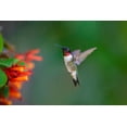 thumbnail image 2 of Ditto, Larry 24x17 Gold Ornate Wood Framed with Double Matting Museum Art Print Titled - Ruby-throated Hummingbird-Archilochus colubris-flying, 2 of 4