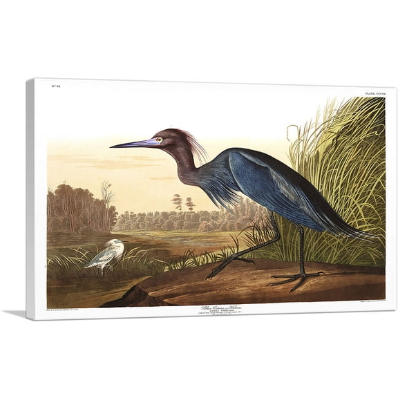 ARTCANVAS Little Blue Heron Canvas Art Print by John James Audubon - Size: 26" x 18" (0.75" Deep)
