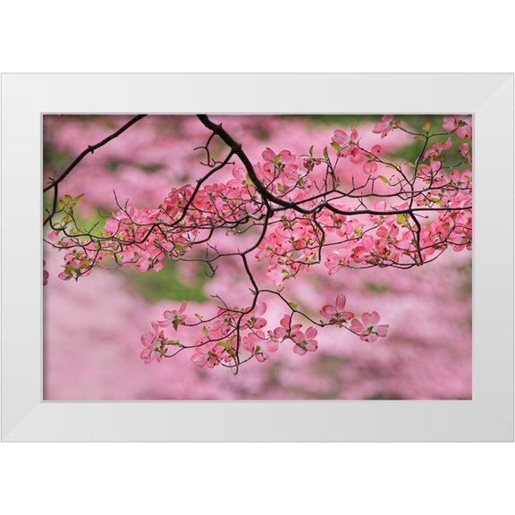 Jones, Adam 14x11 White Modern Wood Framed Museum Art Print Titled - Pink flowering dogwood tree branch-Kentucky