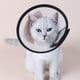 thumbnail image 1 of Collar de cono de perro suave, collar de cono de gato para después de la cirugía, collar isabelino para perros grandes, perros medianos, perros pequeños, cono de perro suave reutilizable translúc, 1 of 5