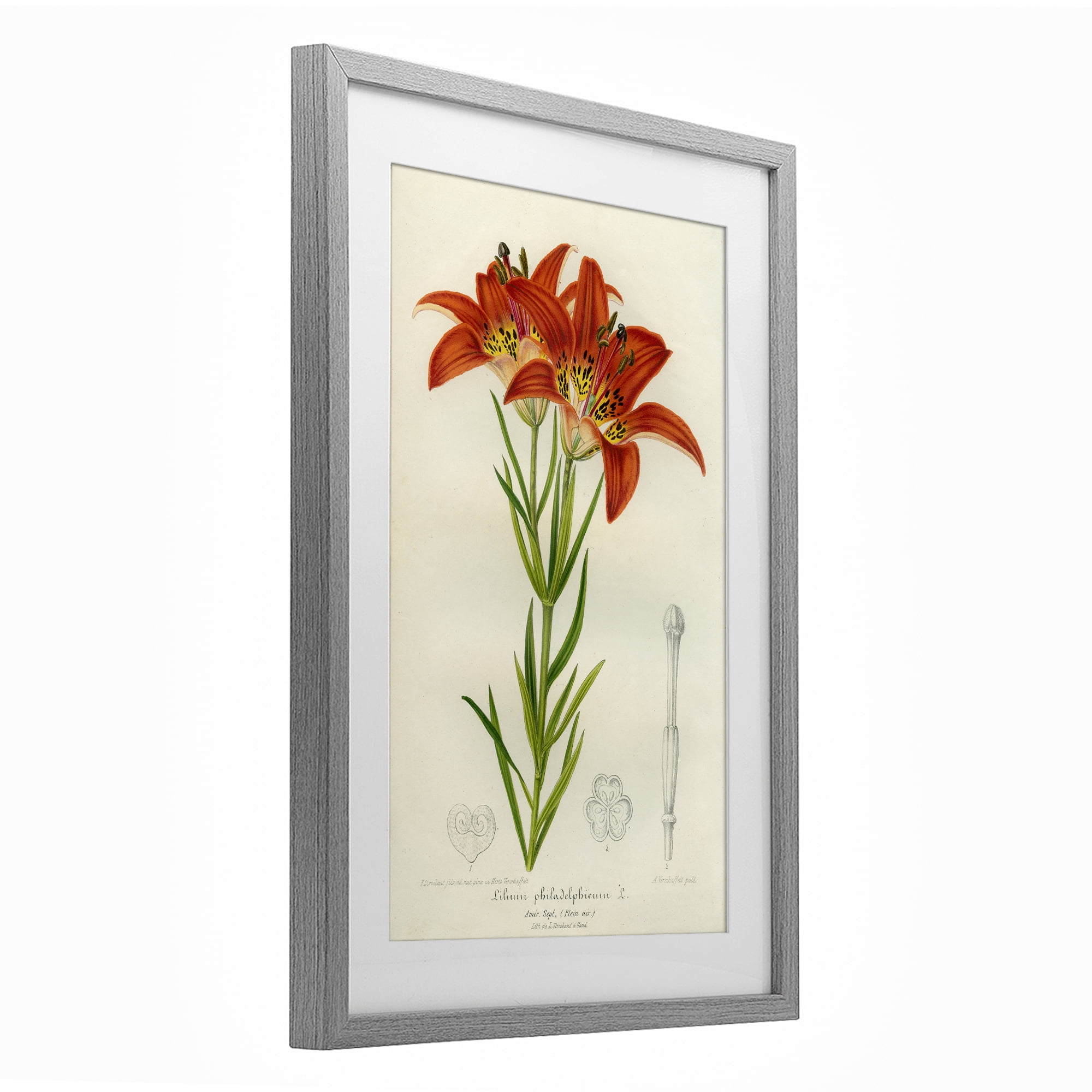 Stupell Industries Western Red Lily Gray Framed Print Under Glass, design by Print Collection