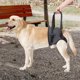 thumbnail image 1 of Arnés elevador para perros, arnés para patas traseras, portátil, con asa, suave y transpirable, elevador de soporte para patas traseras para subir SG, 1 of 8