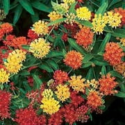 "JD SON SEEDS COMPANY" Rainbow Milkweed Garden - Grow 15 Gay Butterflies Asclepias Tuberosa Seeds