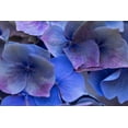 thumbnail image 2 of Crane, Rita 18x13 Gold Ornate Wood Framed with Double Matting Museum Art Print Titled - Hydrangea Blues III, 2 of 4
