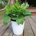 thumbnail image 4 of Cheer US 6Pcs/Set Self Watering Plastic Planter,Plastic Flower Plant Pot with Inner Pot,Self Watering Planter White Flower Pot for Herbs,Flowers,All House Plants,Succulents, 4 of 7