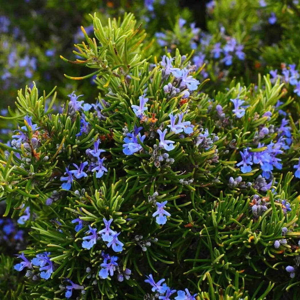 Rosemary Essential Oil (Rosmarinus officinalis) – 100% Pure Steam Distilled, Aromatic Herbal Oil, 2 fl oz by RELAXCATION